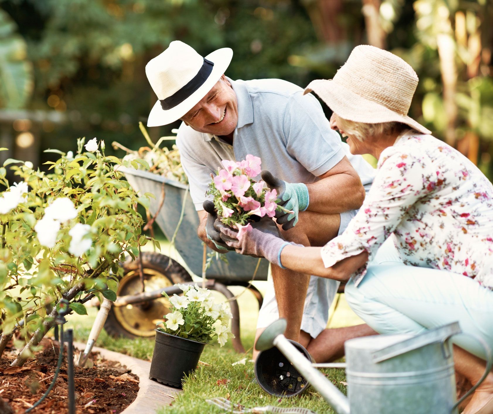 Couple gardening together, smiling. Man holds flowers near wheelbarrow, woman kneels near plants. Outdoors, sunny.
